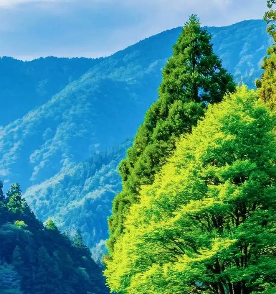 沐辰看球